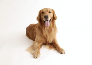 エアコン完備の大田区のペットホテル