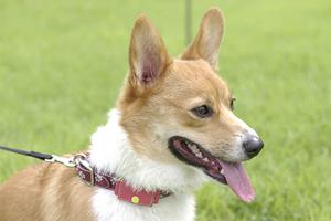 大阪でペットと快適に移動するためのタクシーサービス完全ガイド