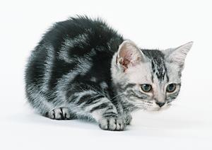 マンチカンの健康と飼育ガイド:2026年最新対策と安心ケアの完全まとめ