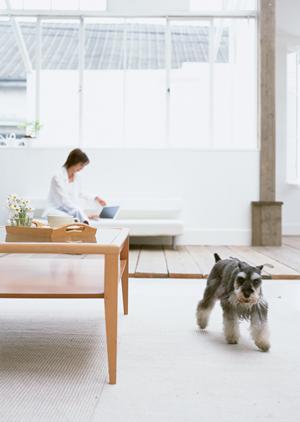 信頼と実績のシロアリ駆除サービス｜アサンテで安心の対策を即日対応・土日祝も受付